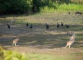 0922-1624 NT Kakadu (9223167)